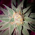 Stephen Kling - @green.colossus - Instagram