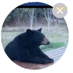 Steven kranz - @essentialbear - Instagram