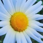 Stephen Lamont - @stephens.macro - Instagram