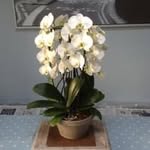 Stephen Leyland - @stephen173749 - Instagram