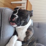 Steve Oneill - @stephenleylandoneill - Instagram