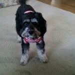 Phillip Stephen Lima - @straydogtoo - Instagram