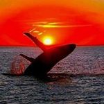 Stephen Lindner - @stephenlindner5542 - Instagram