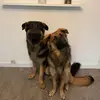 GSD Adventures - @stephenmann186 - TikTok