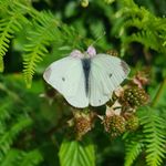 Stephen McFarlane - @stephen.mcfarlane.7370 - Instagram