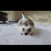 Stephen Meyer495 - @stephenmeyer364 - TikTok