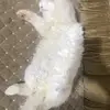 stephen odonnell - @stephen.odonnell8 - TikTok