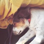 Stephen Pair - @dog_lover32789 - Instagram