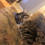 Stephen Paulson - @stevrose - Instagram