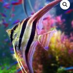 Stephen Penna - @alifesaquatics - Instagram