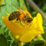 Stephen Pickering - @newbeesteve - Instagram