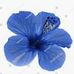 Pina Stephen - Facebook