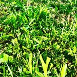 Stephen Pinkston - @lawn_rangers_10 - Instagram