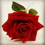 poorni - @stephen.poorni - Instagram