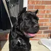 Stephenroark - @casasupremocanecorso - TikTok