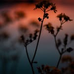 Stephen Rosales - @stillnessflows - Instagram