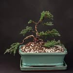 Stephen Rosales // Bonsai Page - @stephenbonsai - Instagram