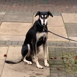 Steven Roseberry - @bonzorosie - Instagram