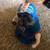 Stephen_ruggiero - @only_vines3 - TikTok