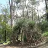 stephensax - @homeinbush - TikTok