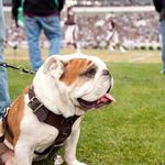 Stephen Schaub - @trojanbulldog - Instagram
