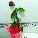 Stephen Serrano Corciega - @nephets_corciega - Instagram