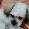 babystephen_shihtzu - @babystephen_shihtzu - TikTok