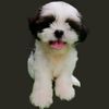stephen - @stephentheshih - TikTok