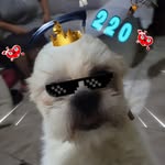 Stephen Stranger - @stephen_shih.tzu - Instagram