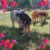 Steve Shires - Facebook