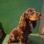 stephen sinnott - @coachhousecountryk9 - Instagram