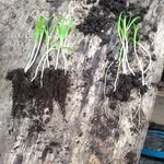 Stephen sinnott - @stephen_sinnott_grower - Instagram
