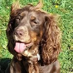 Stephen sinnott - @coachhousek9 - Instagram