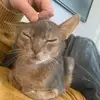 Emily Brandon - @stephensugarcat - TikTok