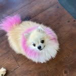 Stephen Levinsohn and Sugar - @sugarthestar - Instagram