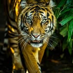 Stephen Toole - @blindbullphotography - Instagram