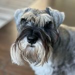 Steve Tousignant - @steventousignantpa - Instagram