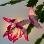 Stephen Tsoi - @stephentsoi825 - Instagram