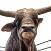 stephenvanhook3 - @stephenvanhook3 - TikTok