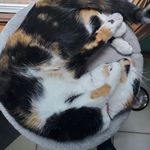 Stephen Venditti - @asleepyorangecat - Instagram