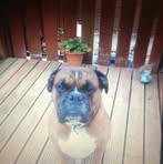 Stephen Wallace - Facebook