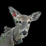 Stephen Webb - @drwebbswildlife - Instagram