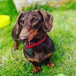 Steve the sausage dog - @stephen.weiner - Instagram