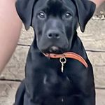Stephen Whiteley - @bullywtid - Instagram
