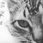 Stephen Whitlock - @stevewhit12345 - Instagram