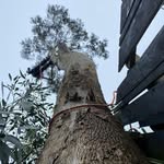 Stephen Whitten - @whitten_tree_works - Instagram