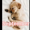 September Doggy! 😝 - @stephenwind311 - TikTok