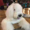 stephenyow_theonlyone - @stephenyow_theonlyone - TikTok