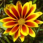 Steven Zoll - @zollsteven - Instagram