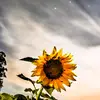 Stephenie Williams - @whiskey_and_sunflowers23 - TikTok